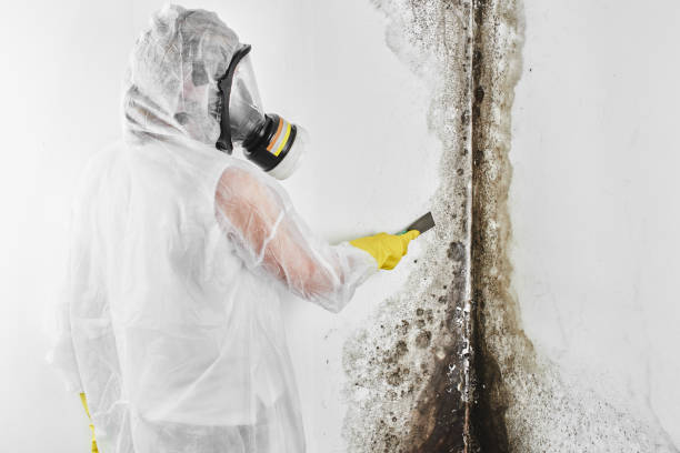 Biohazard Mold Removal in Beresford, SD